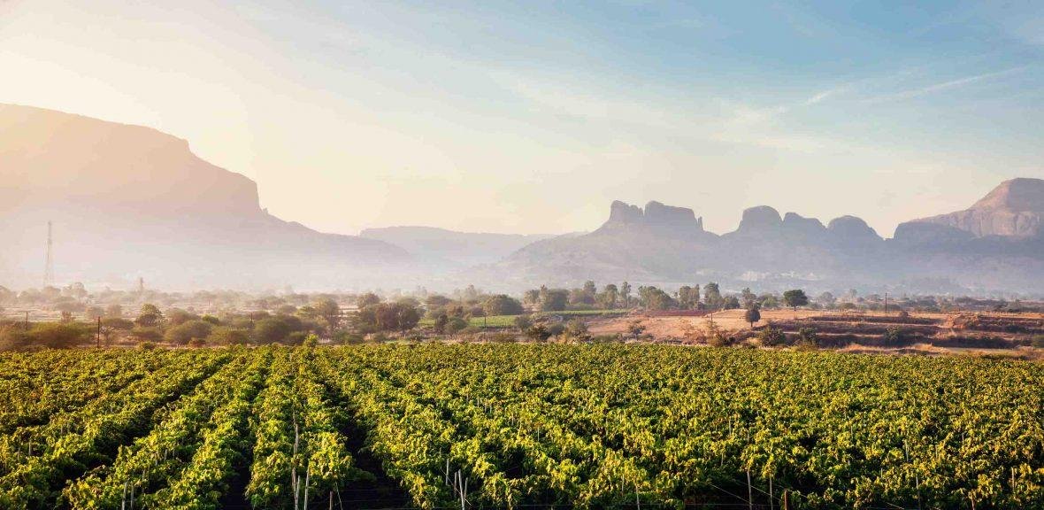 Sula Vineyards: India's Premier Wine Tourism Destination in Nashik