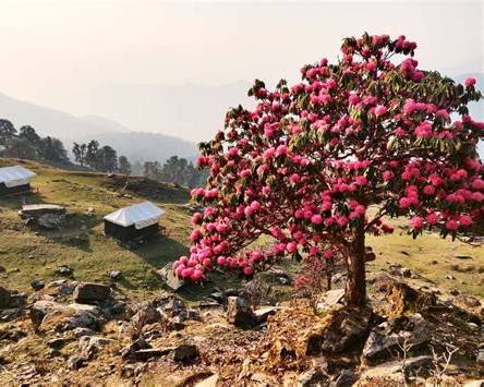 Chopta Temple